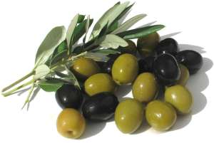 olivo - aceite de oliva 